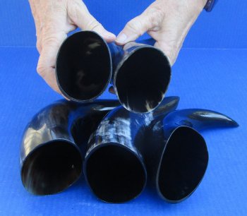 Five piece lot of Polished 8 - 12 Inch Cattle/Cow Horns