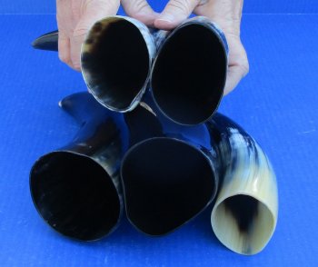 Five piece lot of Polished 8 - 12 Inch Cattle/Cow Horns