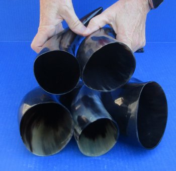 Five piece lot of Polished 8 - 12 Inch Cattle/Cow Horns