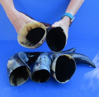 Five piece lot of Polished 12 - 15 Inch Cattle/Cow Horns