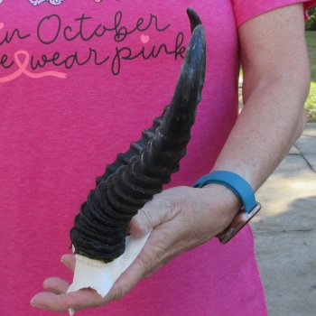 Male Springbok Skull Plate with 9" Horns