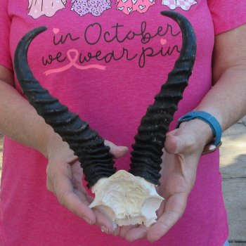 Male Springbok Skull Plate with 9" Horns