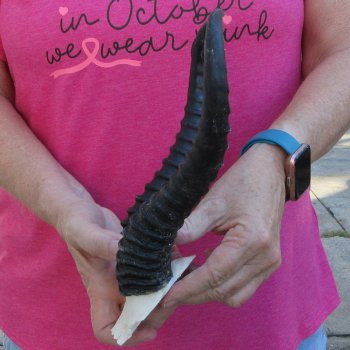 Male Springbok Skull Plate with 10" Horns