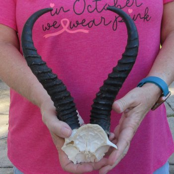 Male Springbok Skull Plate with 10" Horns