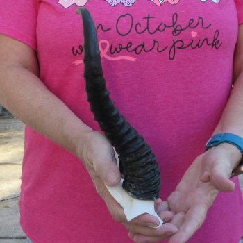 Male Springbok Skull Plate with 10" Horns