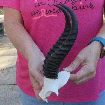 Male Springbok Skull Plate with 8-1/2" Horns