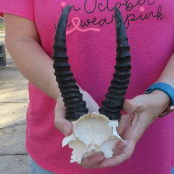 Male Springbok Skull Plate with 8-1/2" Horns