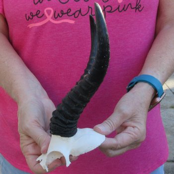 Male Springbok Skull Plate with 9" Horns