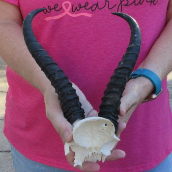 Male Springbok Skull Plate with 9" Horns