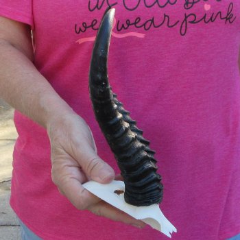 Male Springbok Skull Plate with 9" Horns