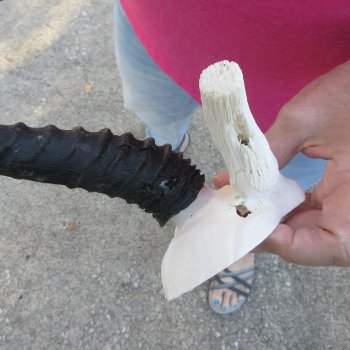 Male Springbok Skull Plate with 9" Horns