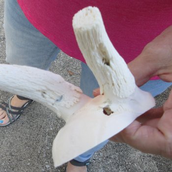 Male Springbok Skull Plate with 9" Horns