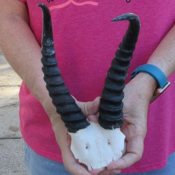 Male Springbok Skul...