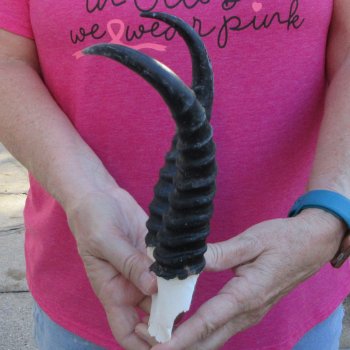 Male Springbok Skull Plate with 8-1/2" Horns