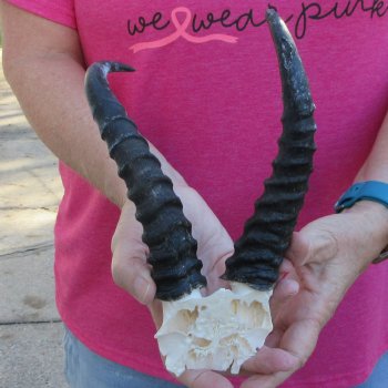Male Springbok Skull Plate with 8-1/2" Horns