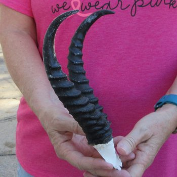 Male Springbok Skull Plate with 8-1/2" Horns