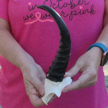Male Springbok Skull Plate with 9-1/2" Horns