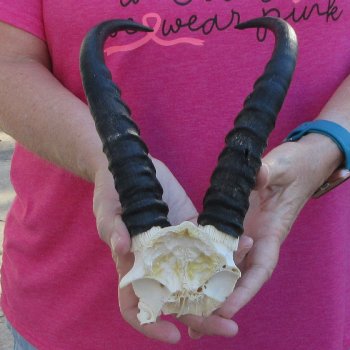 Male Springbok Skull Plate with 9-1/2" Horns
