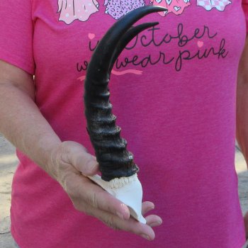 Male Springbok Skull Plate with 9-1/2" Horns