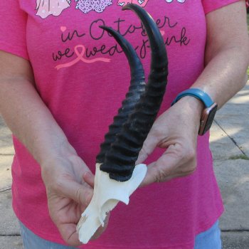 Male Springbok Skull Plate with 9-1/2" Horns