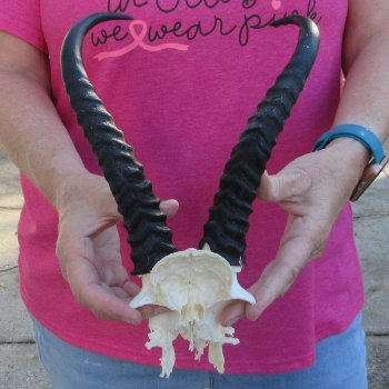 Male Springbok Skull Plate with 9-1/2" Horns