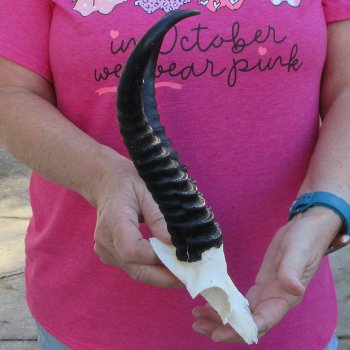 Male Springbok Skull Plate with 9-1/2" Horns
