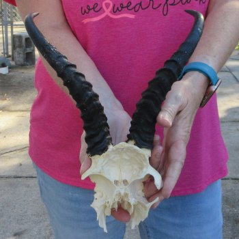 Male Springbok Skull Plate with 9" Horns