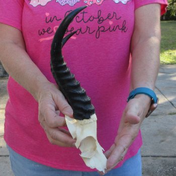 Male Springbok Skull Plate with 9" Horns