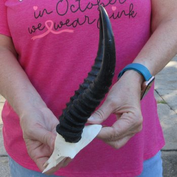 Male Springbok Skull Plate with 9" Horns