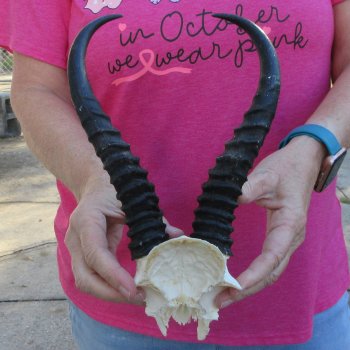 Male Springbok Skull Plate with 9" Horns