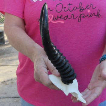 Male Springbok Skull Plate with 9" Horns