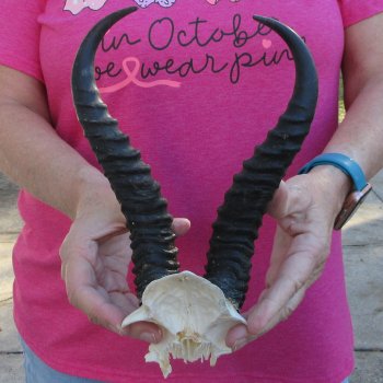 Male Springbok Skull Plate with 9-1/2" Horns