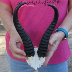 Male Springbok Skul...