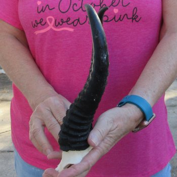 Male Springbok Skull Plate with 9-1/2" Horns