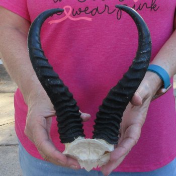 Male Springbok Skull Plate with 9-1/2" Horns