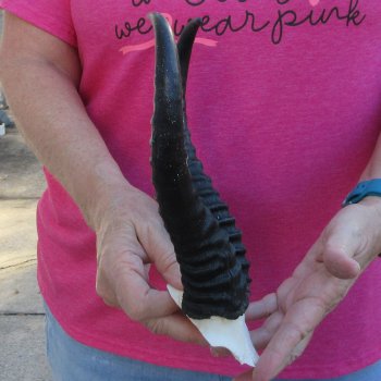 Male Springbok Skull Plate with 9-1/2" Horns