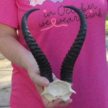 Male Springbok Skull Plate with 9-1/2" Horns