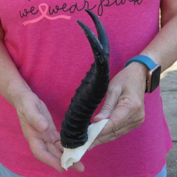 Male Springbok Skull Plate with 8-1/2" Horns