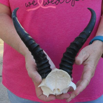 Male Springbok Skull Plate with 8-1/2" Horns