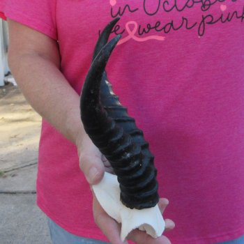 Male Springbok Skull Plate with 8-1/2" Horns