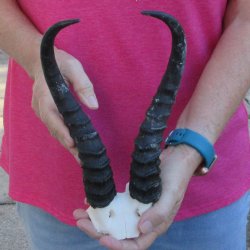 Male Springbok Skul...