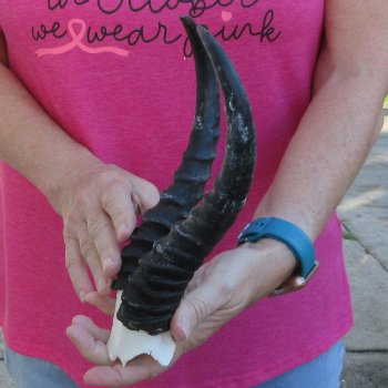 Male Springbok Skull Plate with 9-1/2" Horns