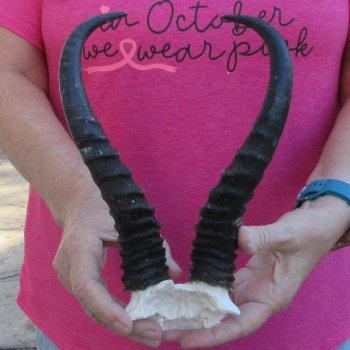 Male Springbok Skull Plate with 9-1/2" Horns