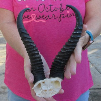 Male Springbok Skull Plate with 9" Horns