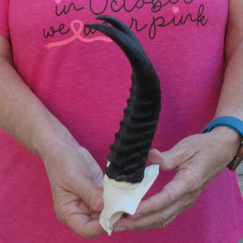 Male Springbok Skull Plate with 8" Horns