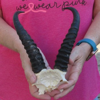 Male Springbok Skull Plate with 8" Horns