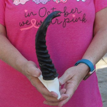 Male Springbok Skull Plate with 8" Horns