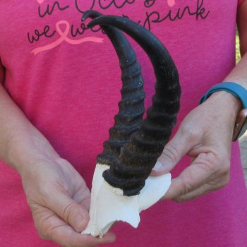 Male Springbok Skull Plate with 9" Horns