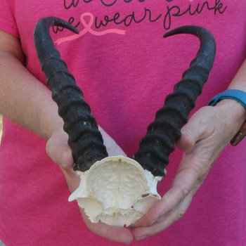 Male Springbok Skull Plate with 9" Horns