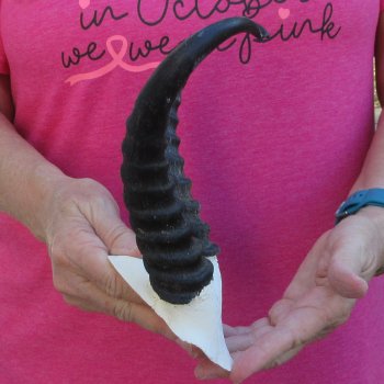 Male Springbok Skull Plate with 9" Horns